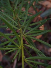 Gompholobium latifolium