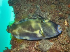 Meuschenia freycineti