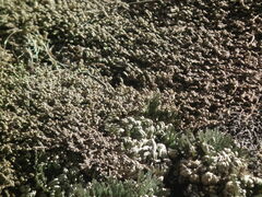 Selaginella tamariscina