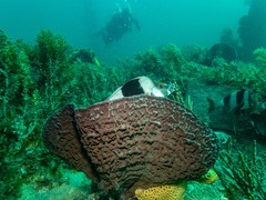 Pseudogoniistius nigripes