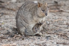 Quokka photo 2