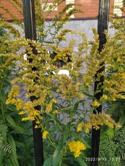 Solidago canadensis