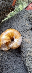 Austrorhytida capillacea