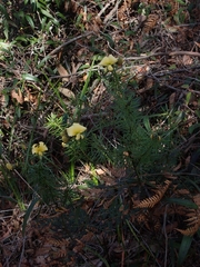 Gompholobium latifolium