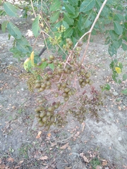 Lagerstroemia subcostata