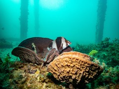 Pseudogoniistius nigripes