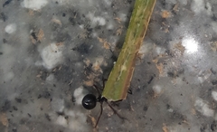 Polyrhachis