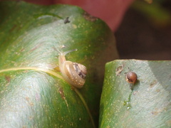 Bradybaena similaris
