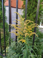 Solidago canadensis