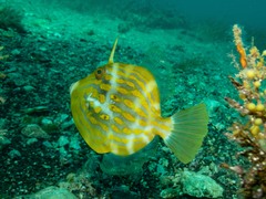 Eubalichthys mosaicus