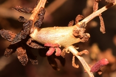 Aceria caulobia