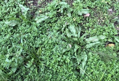 Artemisia verlotiorum