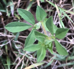 Lotus uliginosus