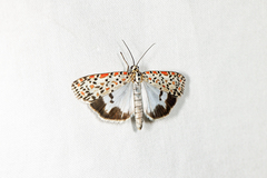 Utetheisa lotrix
