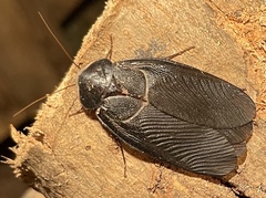 Polyphaga aegyptiaca