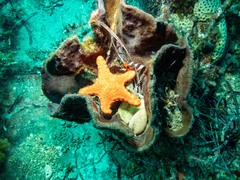 Pentagonaster duebeni