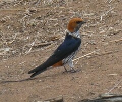 Cecropis abyssinica