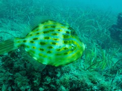 Eubalichthys mosaicus