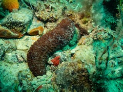 Australostichopus mollis