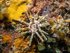 Goniocidaris impressa