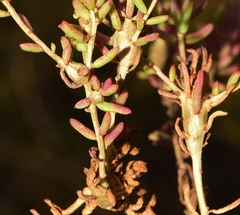 Aceria caulobia