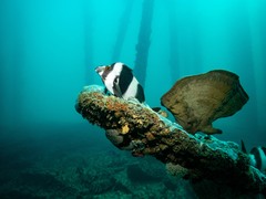 Pseudogoniistius nigripes