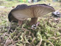 Lactarius fallax