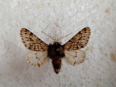 Apocheima hispidaria