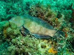 Notolabrus parilus