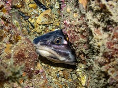 Genypterus tigerinus