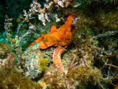 Pentagonaster duebeni