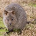 Quokka - Photo (c) Ry Beaver, some rights reserved (CC BY-NC), uploaded by Ry Beaver