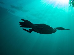 Phalacrocorax varius