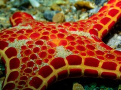 Pentagonaster duebeni