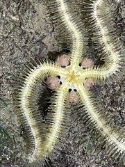 Macrophiothrix