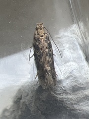 Scrobipalpa ocellatella