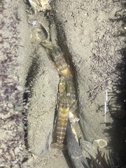 Alpheidae