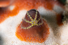Commensal Brittle Star