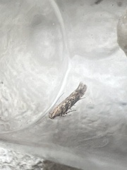 Scrobipalpa ocellatella