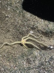 Macrophiothrix