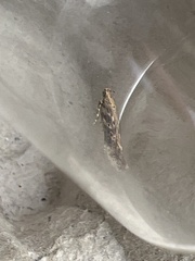 Scrobipalpa ocellatella