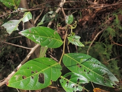 Glochidion sumatranum