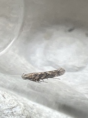 Scrobipalpa ocellatella