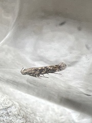 Scrobipalpa ocellatella