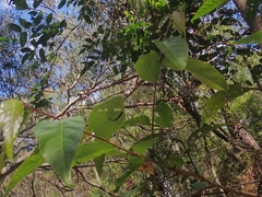 Glochidion sumatranum