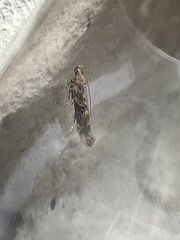 Scrobipalpa ocellatella