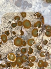 Palythoa mutuki