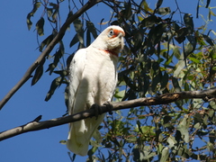 Cacatua tenuirostris