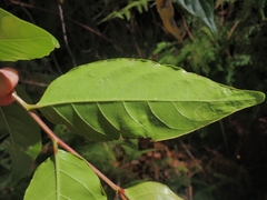 Glochidion sumatranum