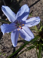 Aristea spiralis